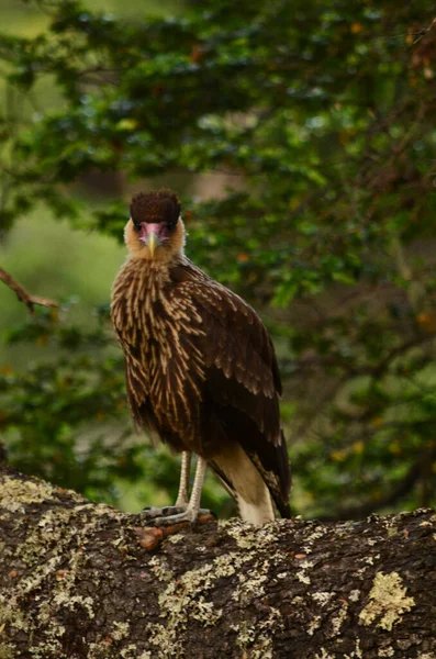 Carancho Staat Een Tak Gaat Naar Voren — Stockfoto