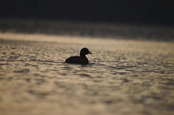 グティエレス湖 カルロス バリローチェでパタゴニアン黒ダイビングアヒル水泳 — ストック写真