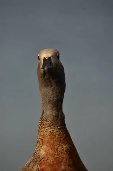 Bird Patagonia Cauqen Lakes Bariloche — Stock Photo, Image