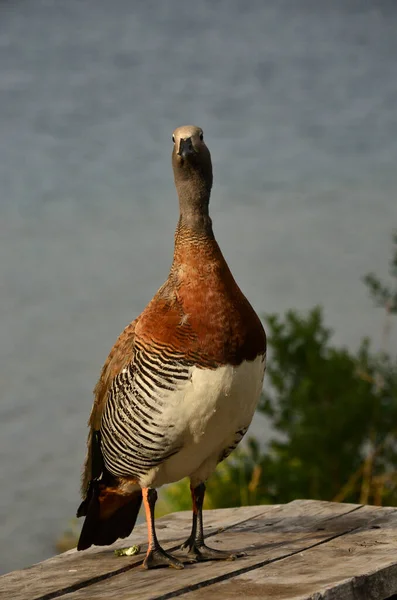 Royal Cauquen Sheldgoose Perfil Uma Perna Campo Grama Pássaro Nativo — Fotografia de Stock