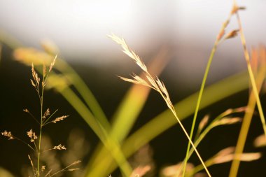 Doğanın yaklaşması yeşil bulanıklık bırakır. İlkbaharda, sabah ışığında. Arkaplan ve duvar kağıdı olarak kullan.