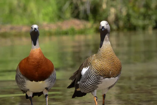 Echte Gänse Zusammen Als Paar Mit See Hintergrund — Stockfoto