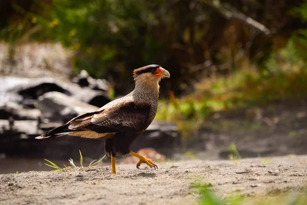 Carancho Caracara Caminando Con Colorido Pico Carancho Caracara Caminando Con —  Fotos de Stock