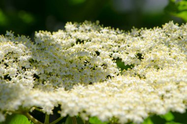 Elderflower buket, seçici odaklı, reçel yapmak için mürver meyvesi kullanılır
