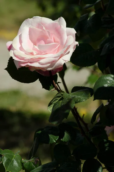 pink rose on vertical stem and flower in spring