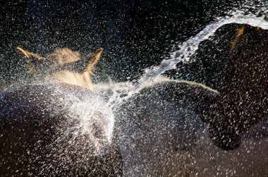 At banyosundan dökülen su damlaları serinliyor.