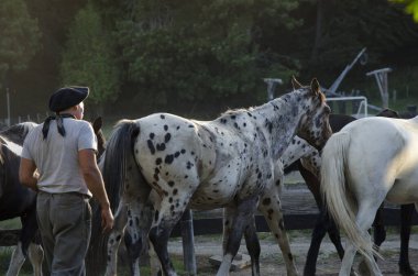 Arjantin Gaucho 'su, iş kıyafetleri, atların güttüğü külot ve bere.