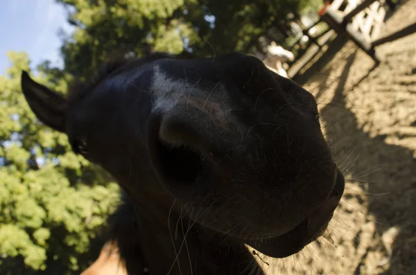 Museau Cheval Gros Plan Poulain Brun Approchant Caméra — Photo