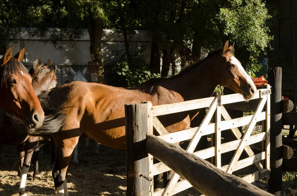 Cavalos Uma Fazenda Esperando Portão Para Sair Vários Equinos Marrons — Fotografia de Stock