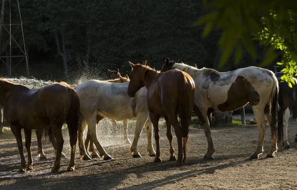 Person Bathing Many Horses Once Cooling Them Heat — Stock Photo, Image