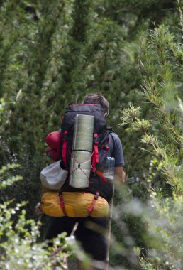 Kamp malzemeleriyle bir baston tarlasında yürümek. Ormanda yürüyen genç bir sırt çantalı.
