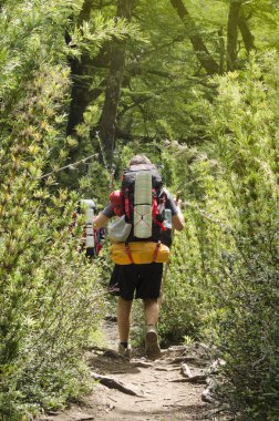 Kamp yapmak için çadır, uyku tulumu ve izolasyon malzemesi ile baston tarlasında yürüyen bir sırt çantası.