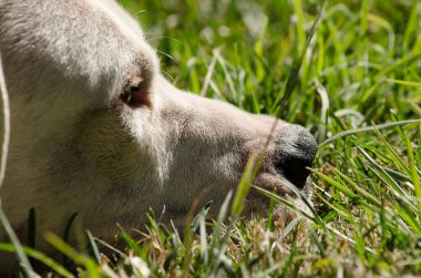 Gövdesi çimlerin üzerinde duran ve fotokopi alanı olan bulldog köpeği. Kafası yakın ve eğik beyaz köpek.