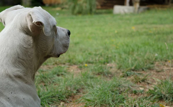 Arka Planda Çimen Olan Dogo Argentino Köpek Profili Grafik Parçalar — Stok fotoğraf