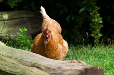 Önden görülen tavuk, otlakta yatan kırmızı tavuk. Kentsel çiftlikte ekolojik ve doğal olarak yetiştirilmiş bir kuş