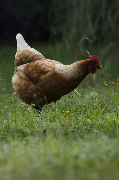 Meletakkan Ayam Merumput Sebuah Peternakan Organik Ayam Merah Mencari Makanan — Stok Foto