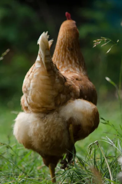 Aves Granja Gallinas Ponedoras Rojas Caminando Por Pasto Gallinas Criadas — Foto de Stock