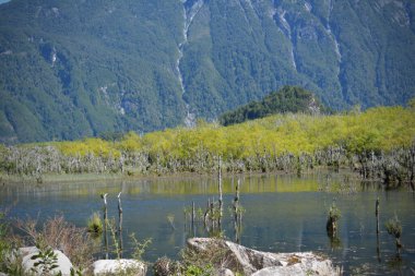 Dağlık arazi, Şili dağ sırasının su manzarasında büyüyen türda.