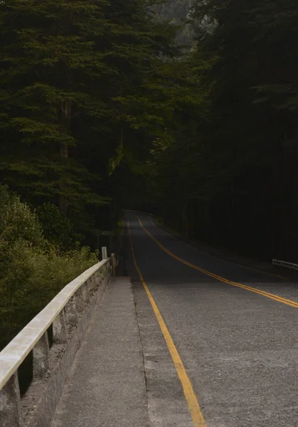 Route Asphaltée Peinte Jaune Dans Forêt Soir Par Faible Luminosité — Photo