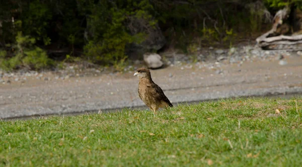 Pássaro Chimango Caracara Grama Com Suas Penas Marrons Bico Aguelino — Fotografia de Stock