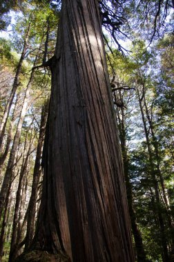 Milenyum akçaağacı Puerto Kutsaması 'nda yer almaktadır. 1500 yıldan eski ağaç kabukları ve şaşırtıcı yüksekliği vardır.
