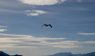 Dağlık ufukla uçan martı, özgürce uçan kuş.