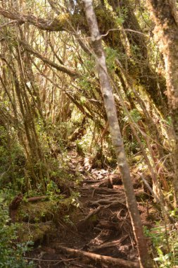 Aşılmaz orman, çok yoğun orman bitki örtüsü ve nem dolu.