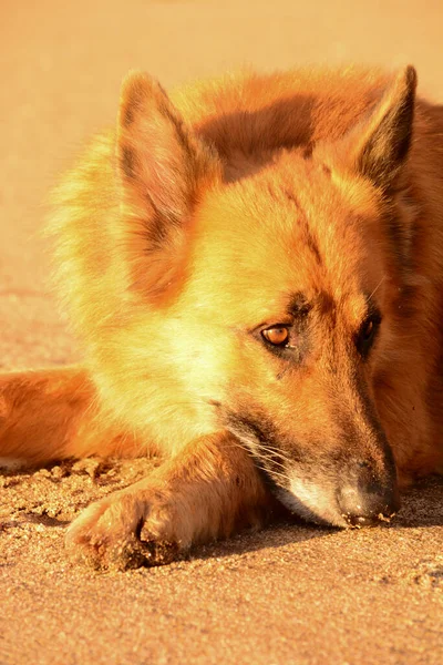 Cão Pastor Alemão Com Cabeça Areia Praia Sol Tarde Com — Fotografia de Stock