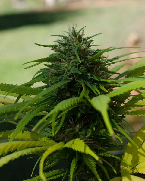 Fiore Cannabis Pianta Marijuana Medica Verticale Con Sue Foglie Filamenti Immagine Stock