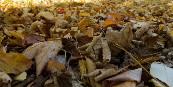 Hojas Otoño Fondo Textura Con Fondo Borroso Hojas Amarillas Grises —  Fotos de Stock