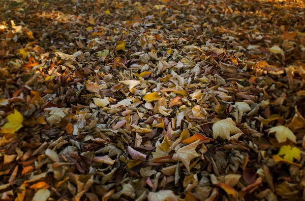 Fondo Textura Hojas Secas Otoño —  Fotos de Stock