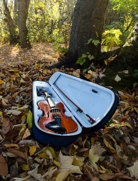 花园里的小提琴 有黄色的叶子 有弓和一个乐器盒 — 图库照片