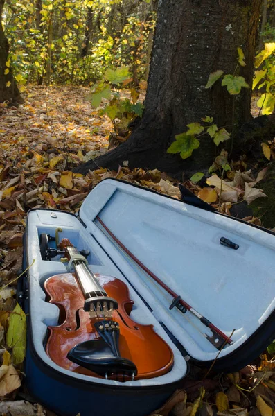 特写小提琴和弓 箱子在公园开着 — 图库照片