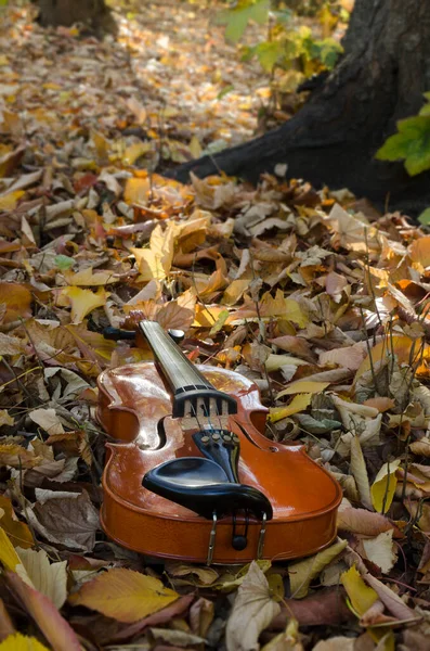 木制小提琴 古典乐器 放在干枯的黄叶床垫上 — 图库照片
