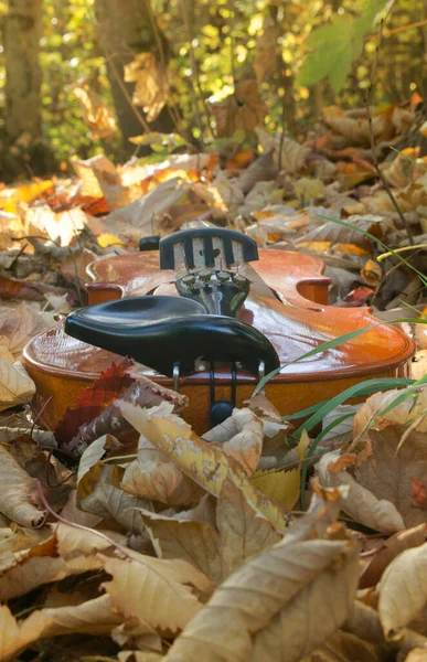 地面に乾いた葉を持つ草の上のバイオリン地面に弦楽器 — ストック写真
