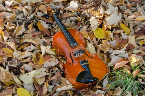 Närbild Violin Golvet Med Höstlöv Stränginstrument Naturskön Miljö — Stockfoto