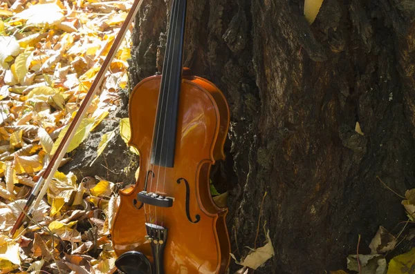 木のバイオリンは黄色の葉で木の幹にもたれています 木と弦で作られた楽器 — ストック写真