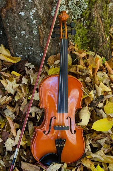 Close Violino Arco Madeira Clássico Ambiente Natural Com Tronco Madeira — Fotografia de Stock