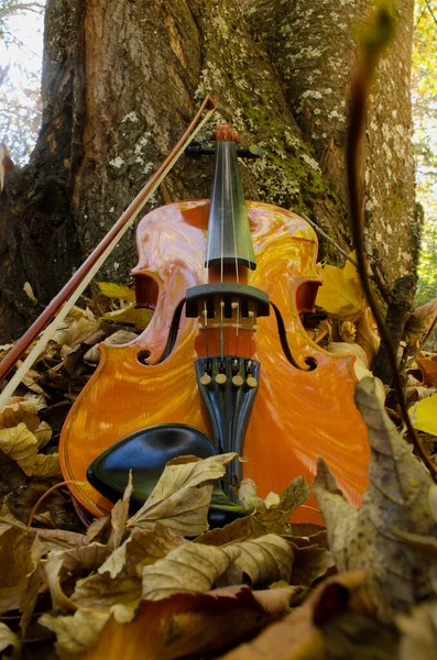 下から見たバイオリン弓で 黄色の葉を持つ木の上に眠る古典的な弦楽器 — ストック写真
