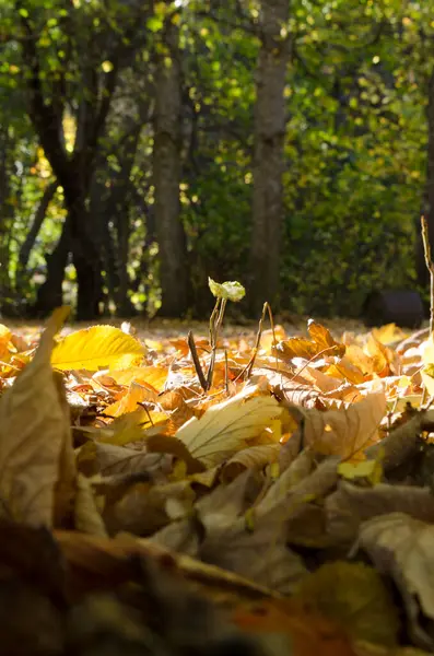 Droge Bladeren Vloer Weelderige Bomen Lucht Herfstlandschap — Stockfoto