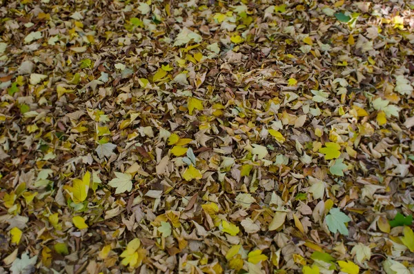 Colchón Hojas Vistas Desde Arriba Hojas Amarillas Otoño Caídas Suelo —  Fotos de Stock