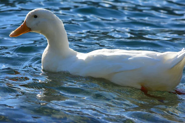 Pato Nadando Água Pato Branco Com Bico Amarelo Água Azul — Fotografia de Stock