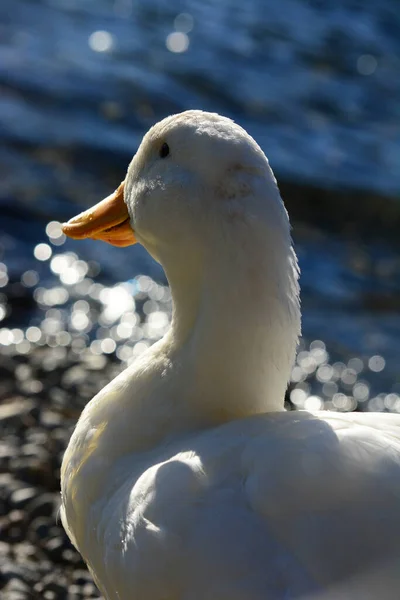 Close Pato Branco Amarelo Sentado Costa Pato Plumagem Branca Costa — Fotografia de Stock