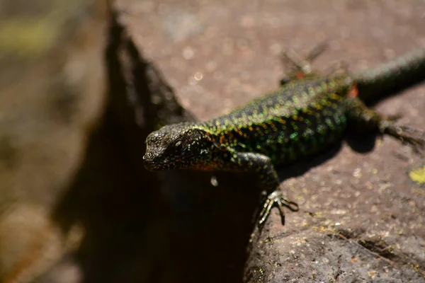 Green Lizard Stone Selective Focus Its Face Eyes — Stock Photo, Image