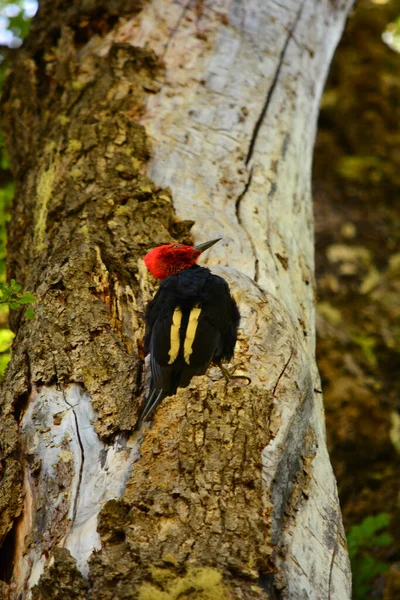 Giant Woodpecker Pecking Tree Red Plume Black Yellow Plumage — Stock Photo, Image