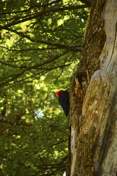 Pic Géant Sur Tronc Arbre Tête Rouge Plumage Noir — Photo