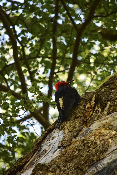 Pájaro Carpintero Gigante Picoteando Árbol Con Pluma Roja Plumaje Negro —  Fotos de Stock