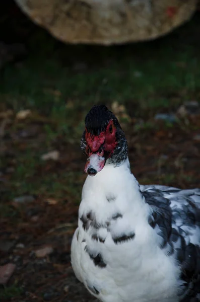 Pato Com Penas Brancas Cabeça Preta Bico Vermelho Pato Exploração — Fotografia de Stock