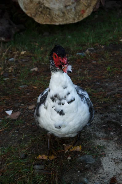 Farm Duck Black Headed Bird Black White Feathers Red Beak — Stock Photo, Image