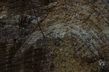 Ahşap arka plan ve doku, odun kesme. Doğal ahşap, çam rengi gövde kesimi